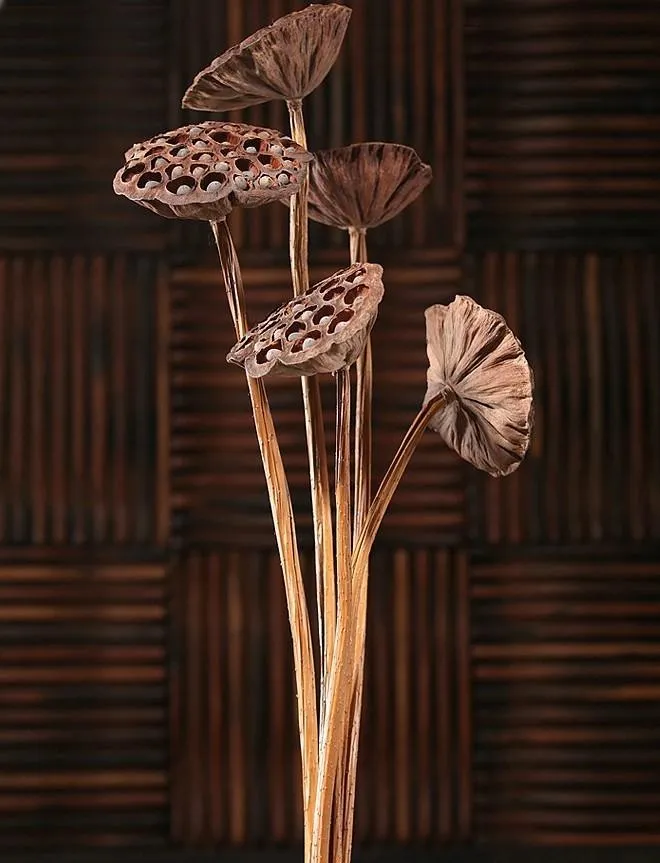 10 Stems Lotus Pods, Dried Lotus Pods, Natural Decor, Rustic Decor, Lotus Flower Arrangement