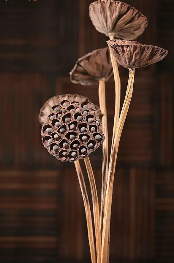 10 Stems Lotus Pods, Dried Lotus Pods, Natural Decor, Rustic Decor, Lotus Flower Arrangement
