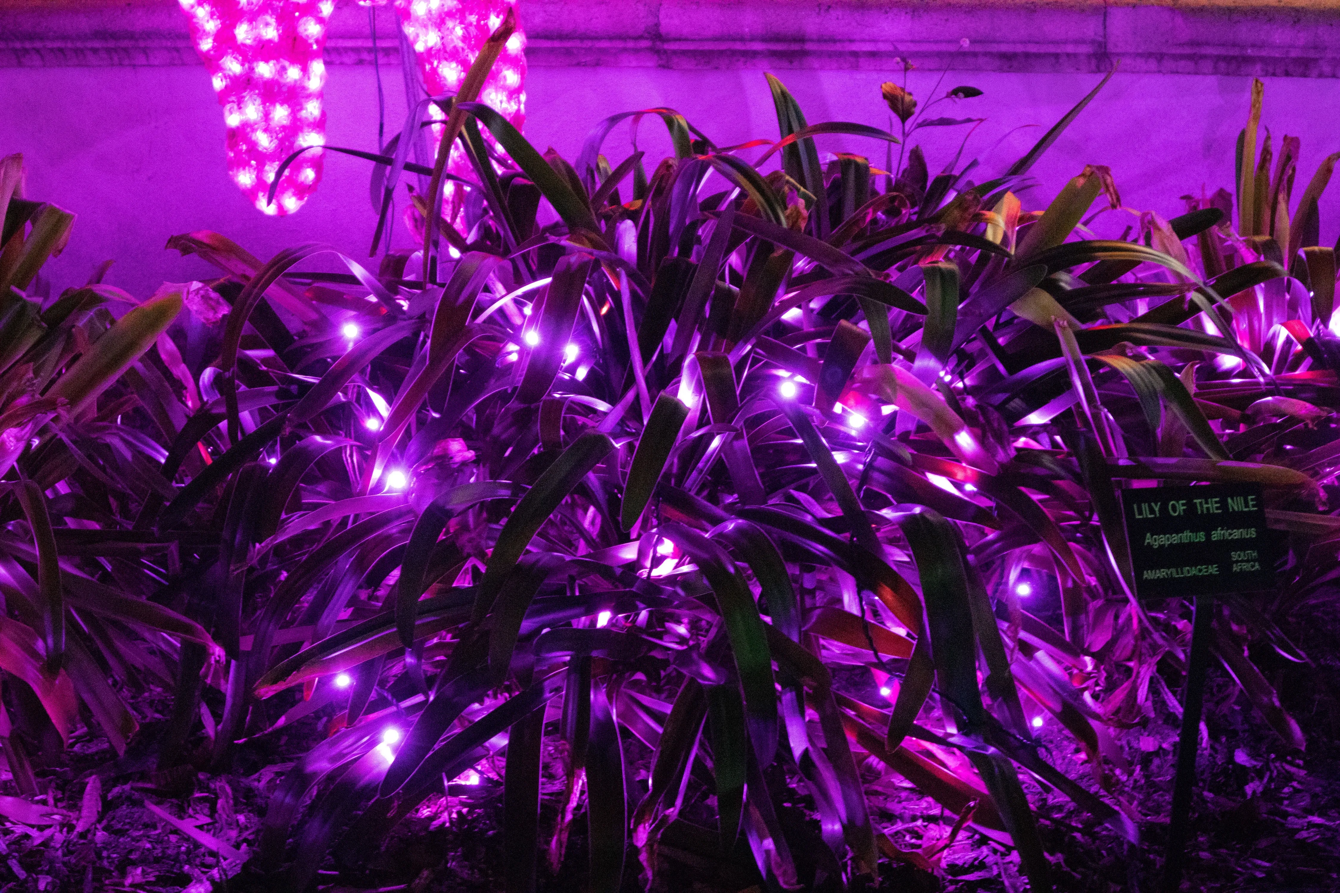5mm LED Christmas Lights 50L Purple
