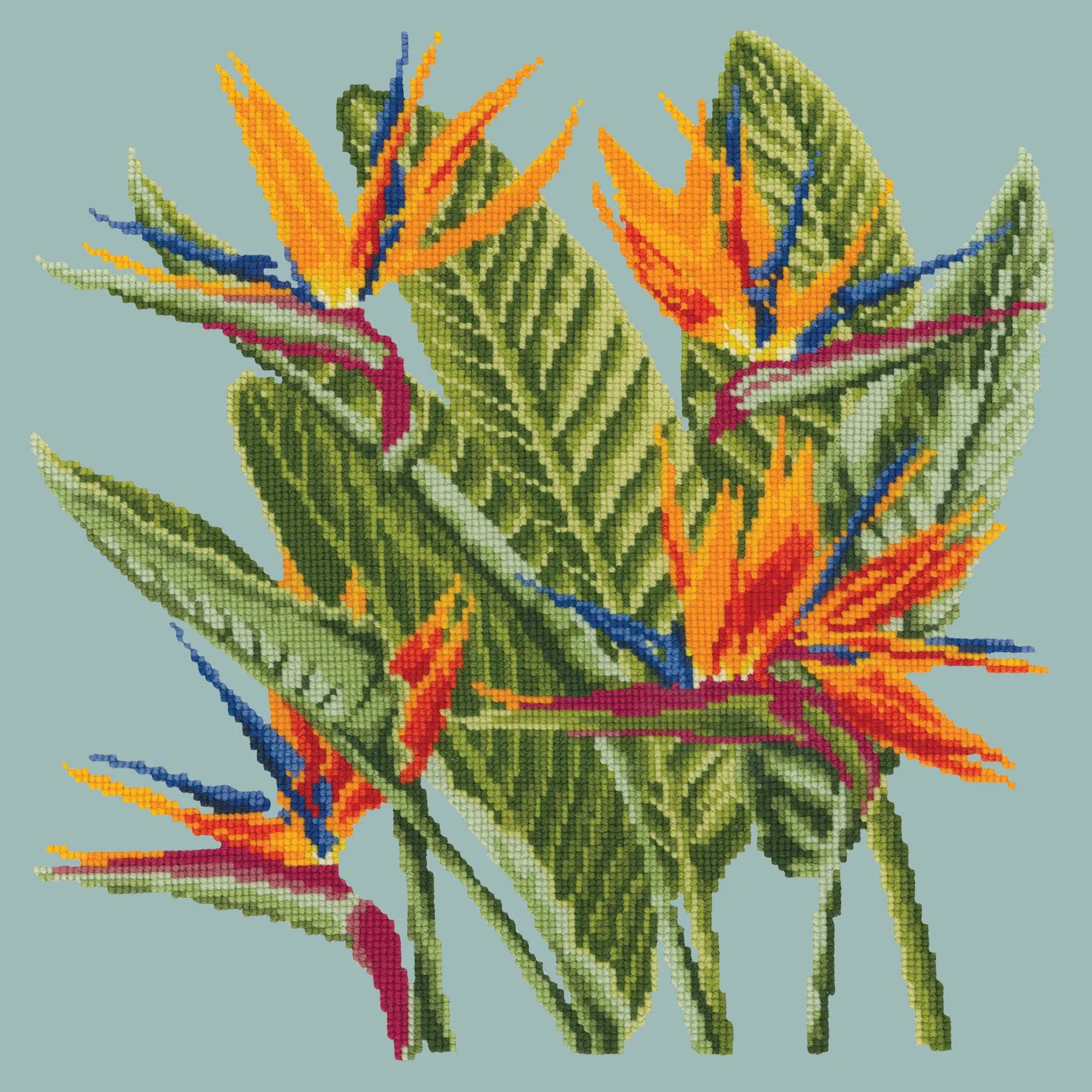 Bird of Paradise