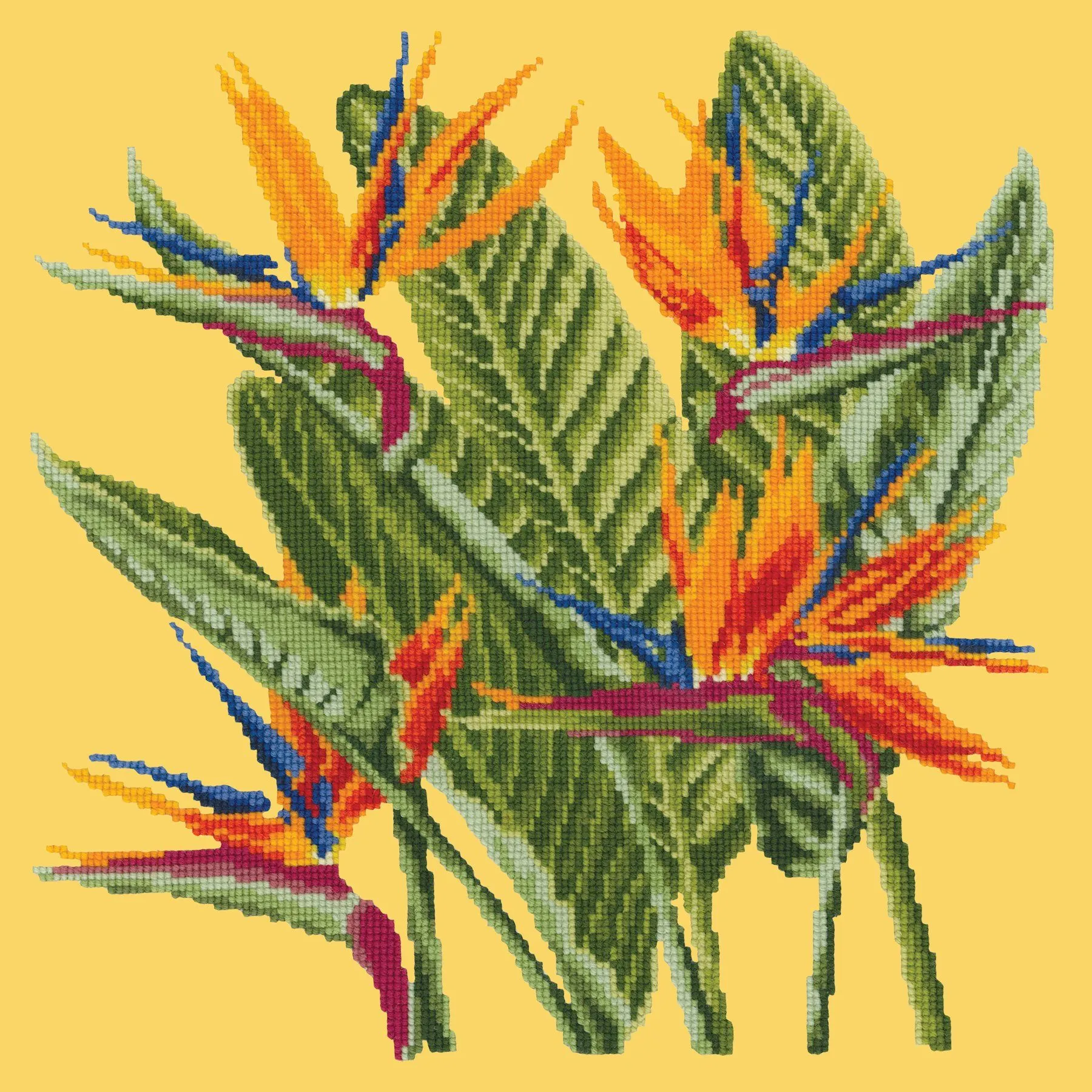 Bird of Paradise