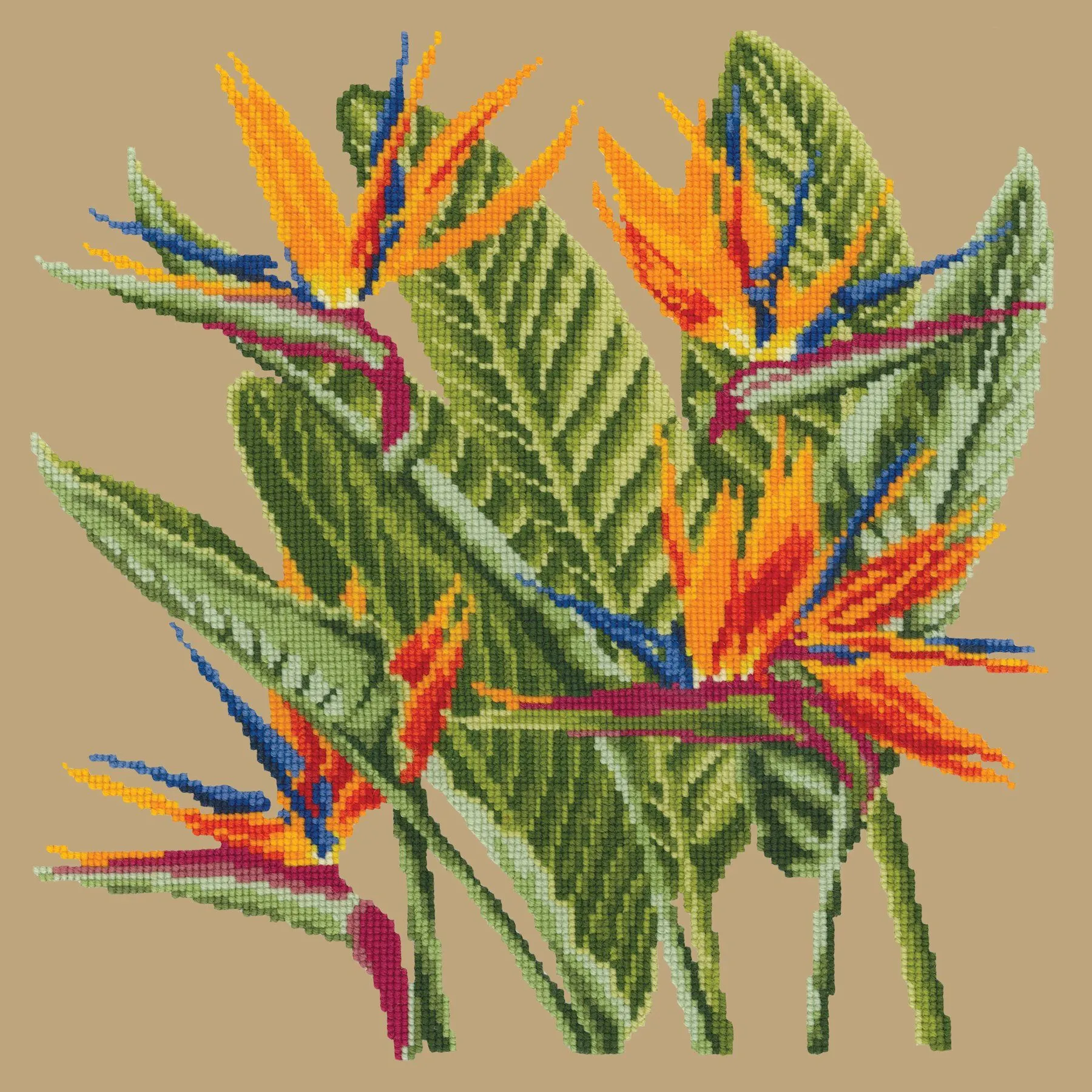 Bird of Paradise