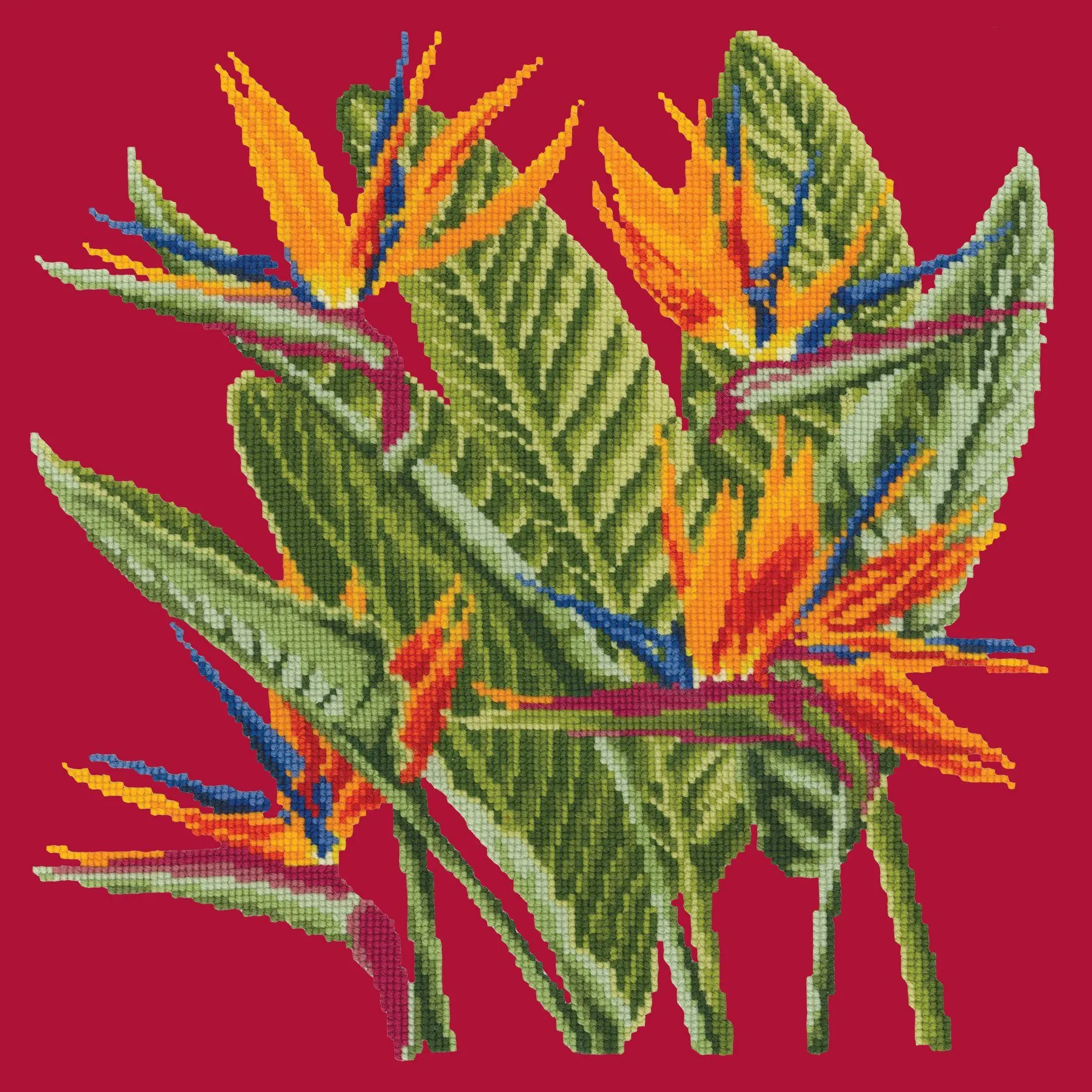 Bird of Paradise