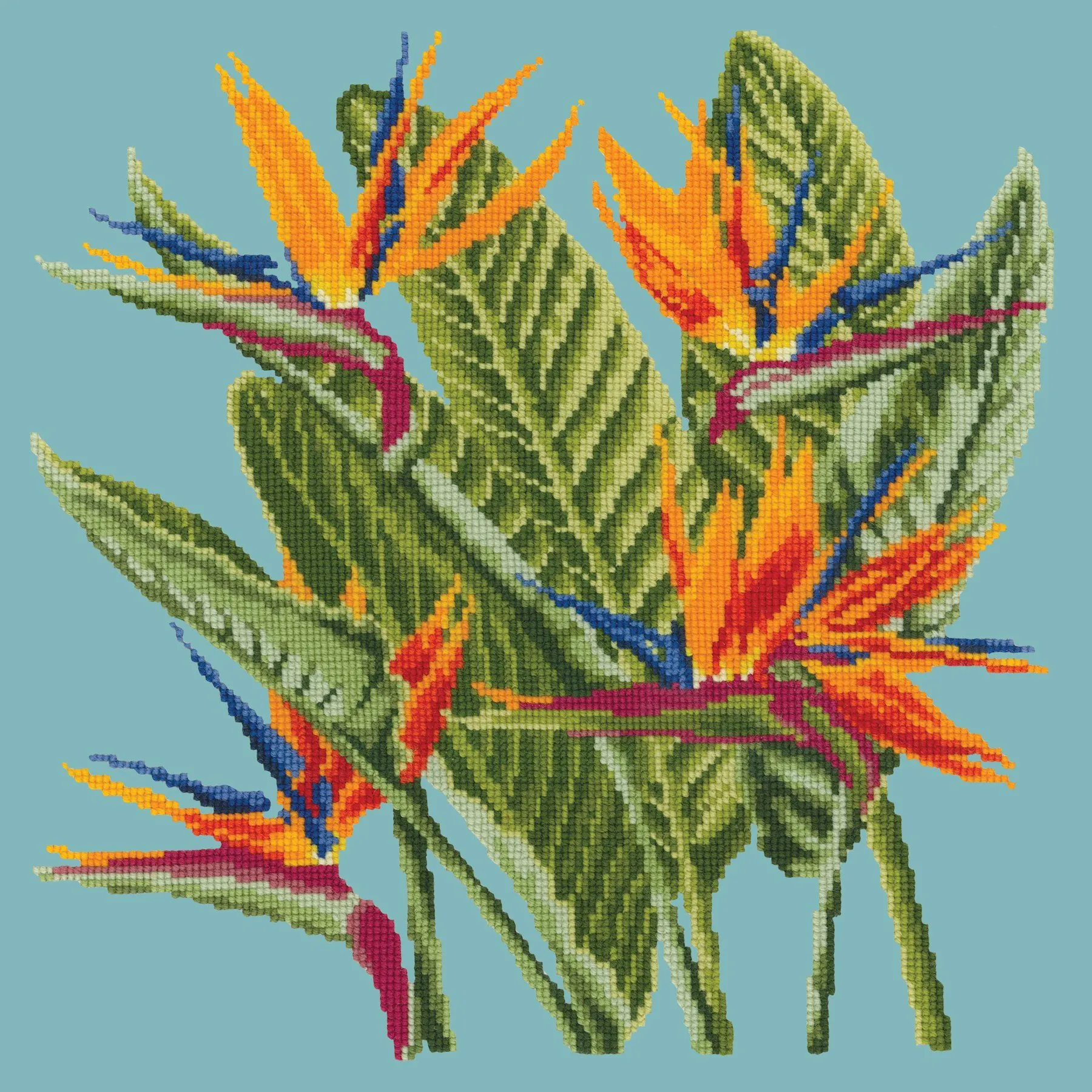 Bird of Paradise