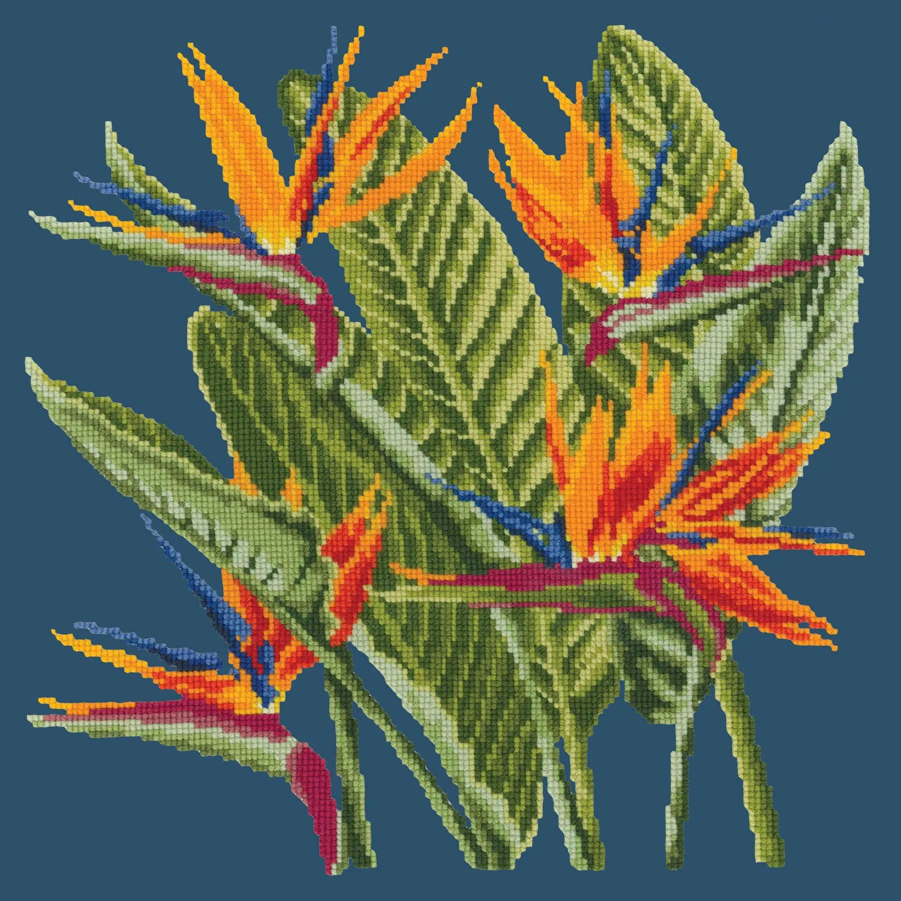 Bird of Paradise