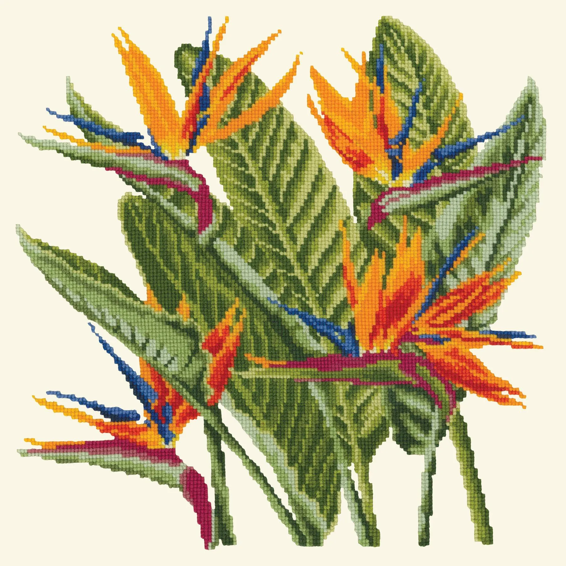 Bird of Paradise