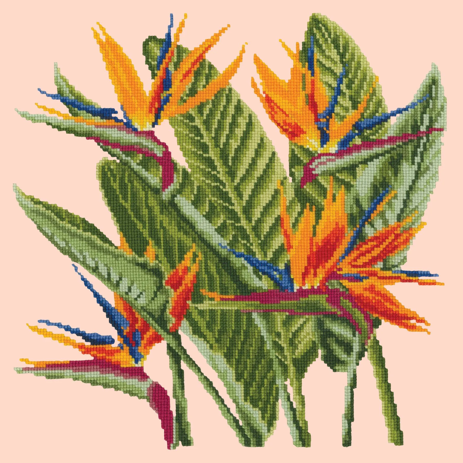 Bird of Paradise