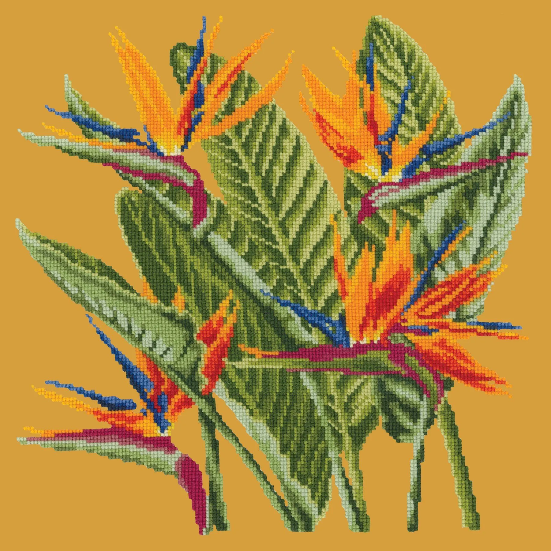 Bird of Paradise
