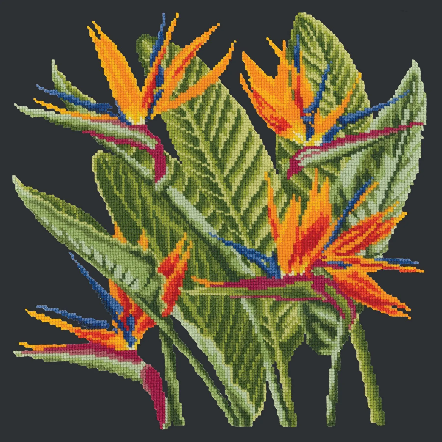 Bird of Paradise