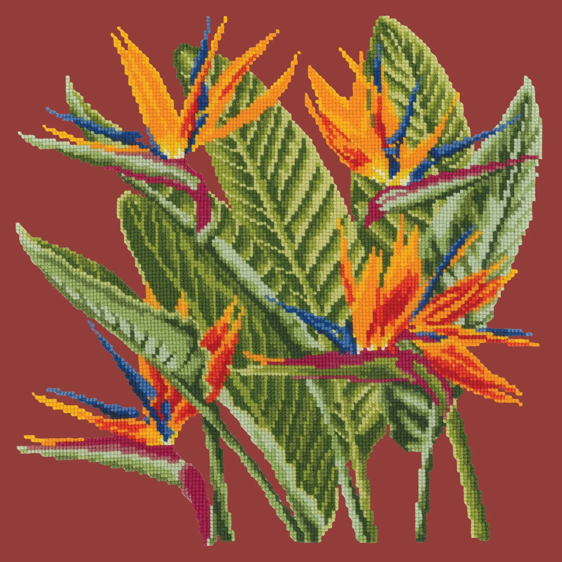 Bird of Paradise