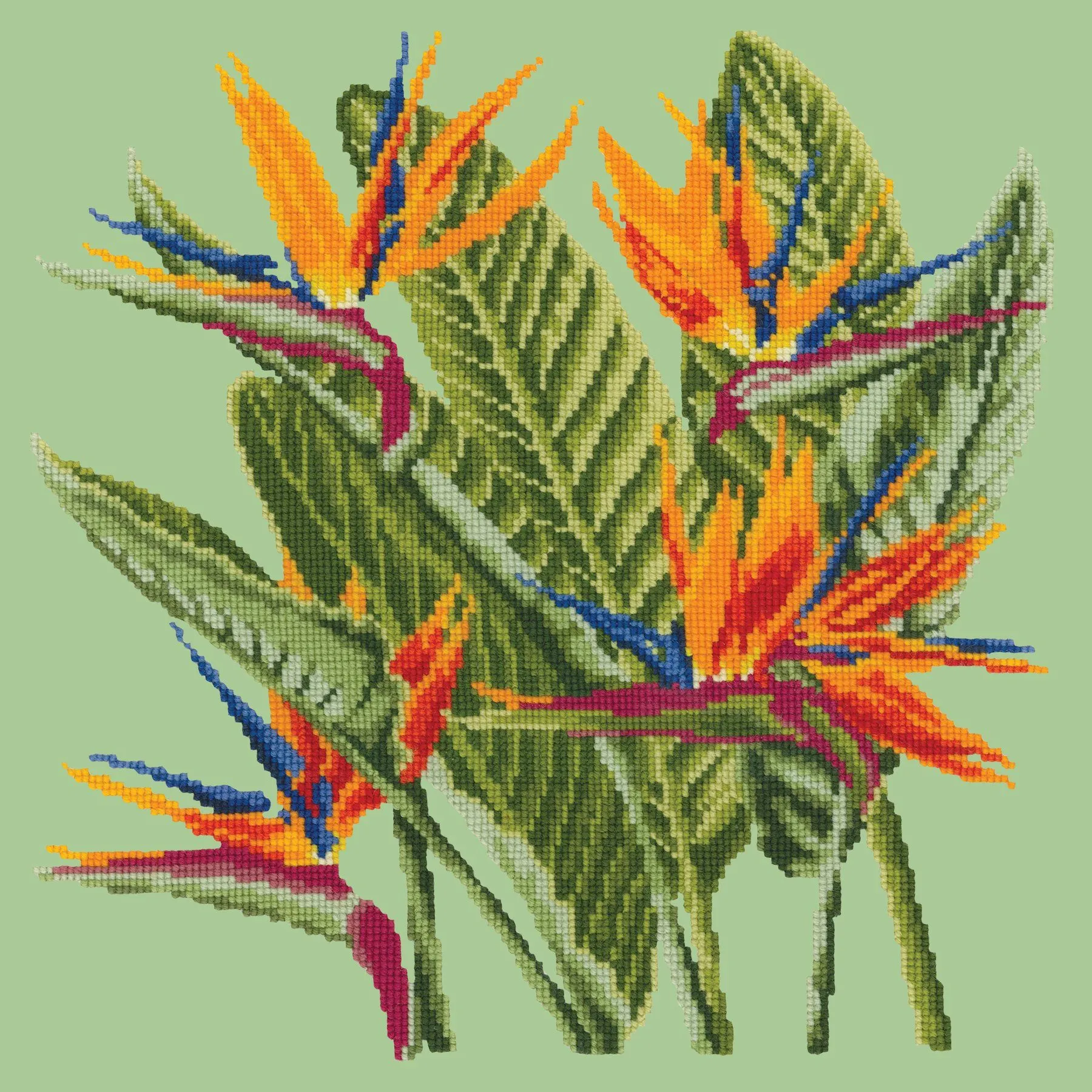 Bird of Paradise