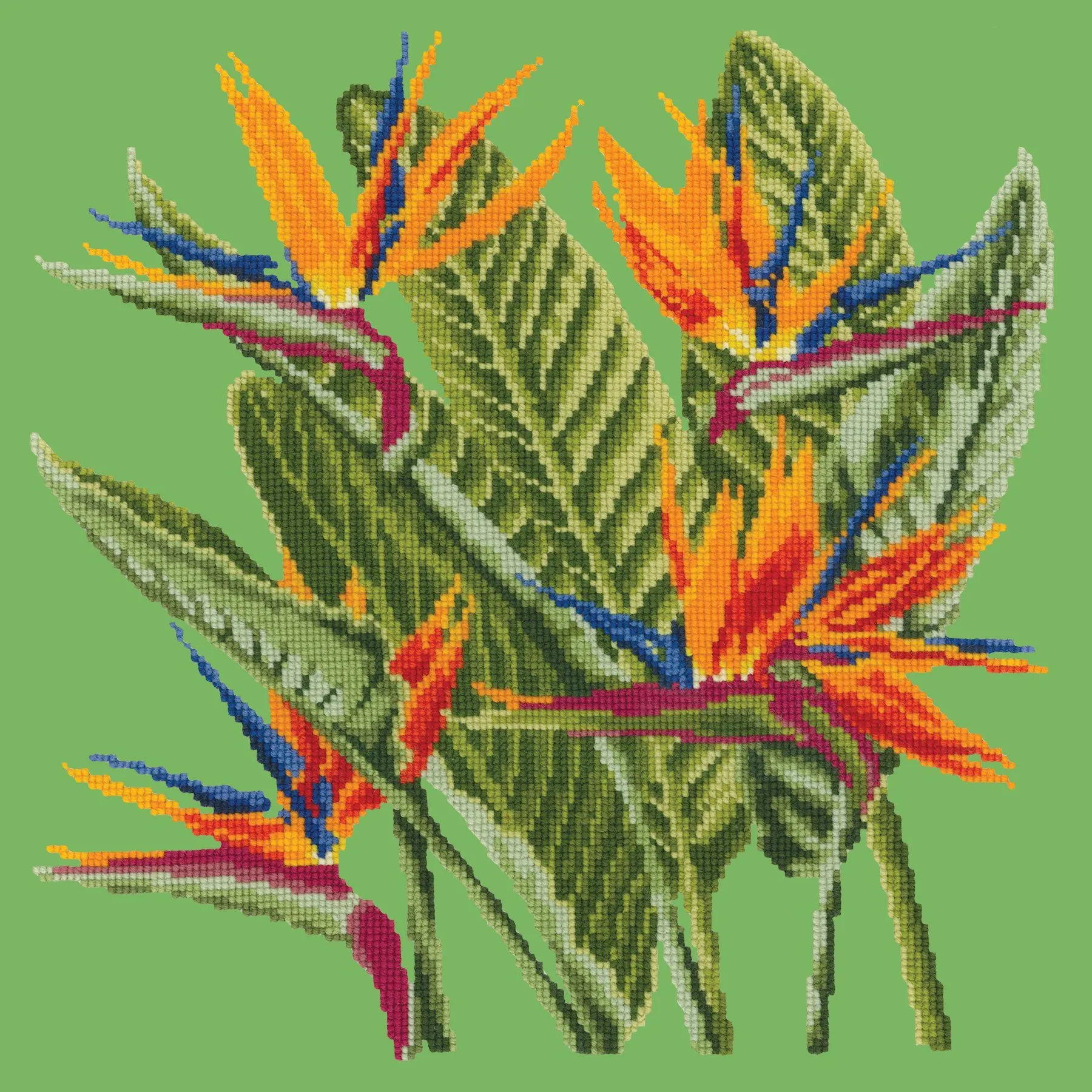 Bird of Paradise