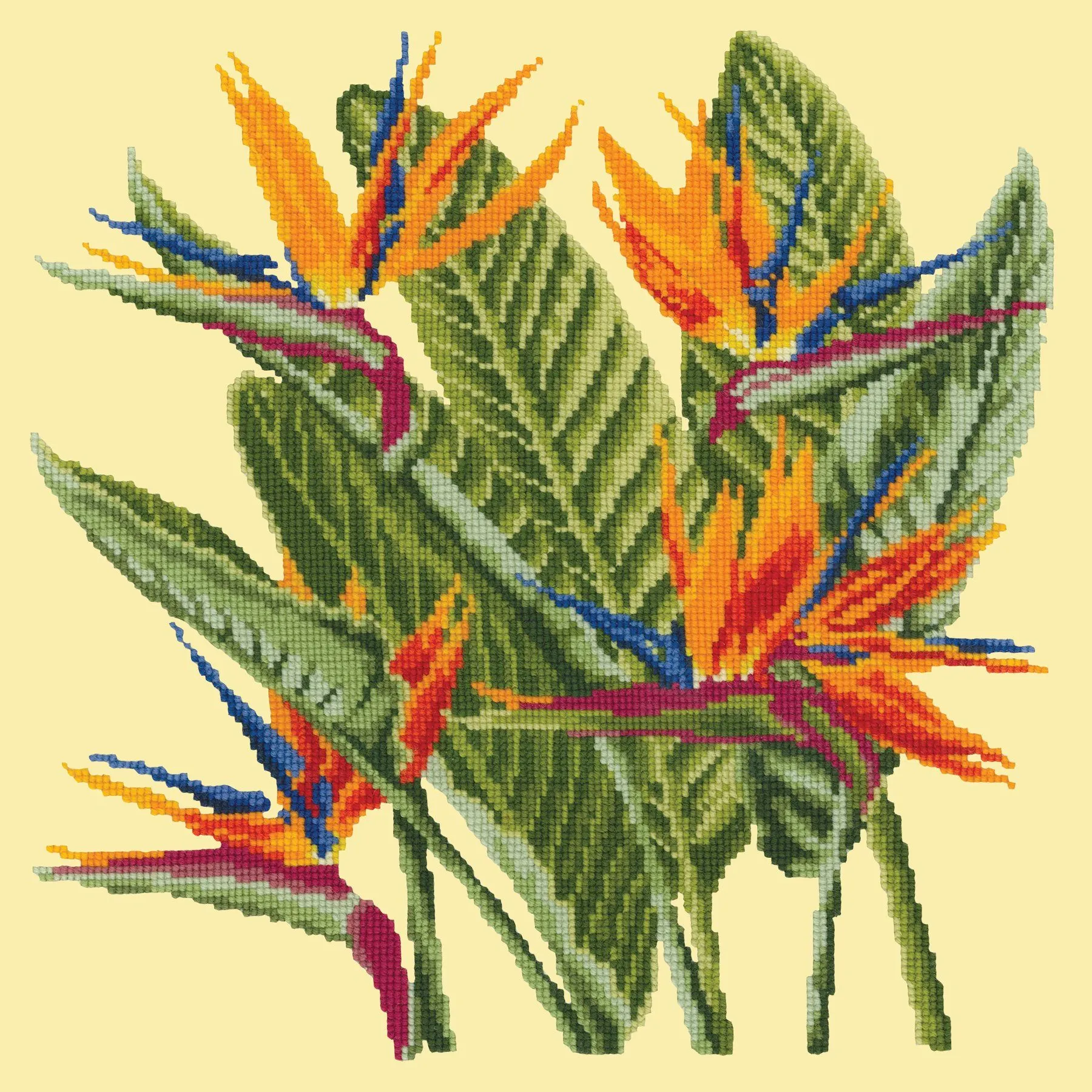 Bird of Paradise