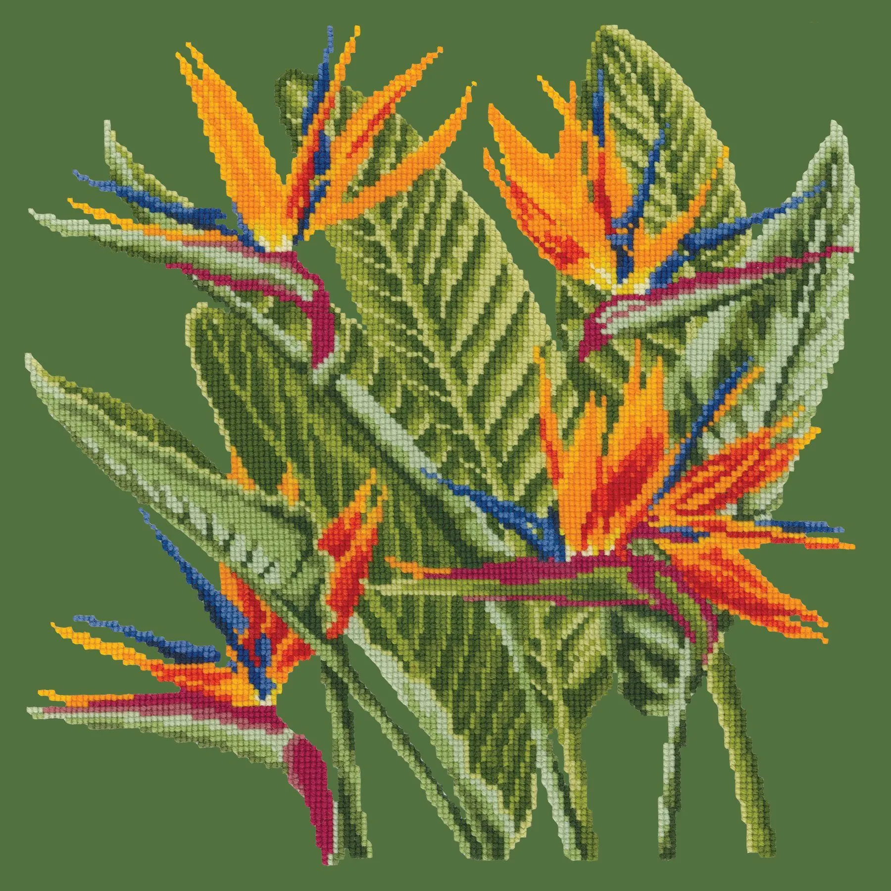 Bird of Paradise