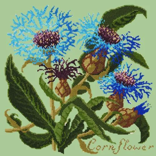 Cornflower