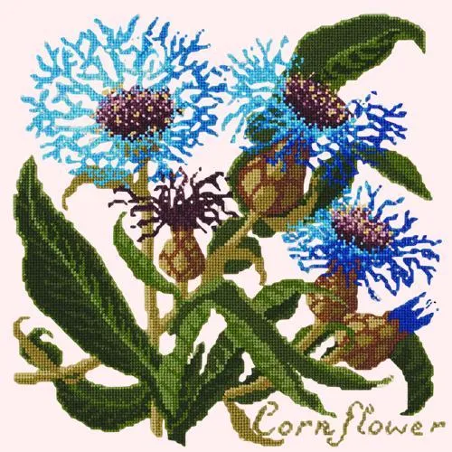 Cornflower