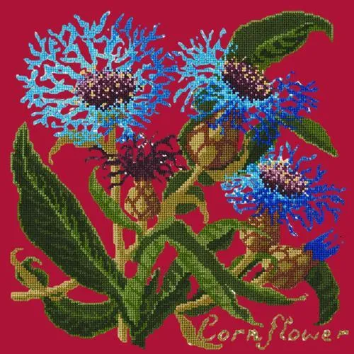 Cornflower
