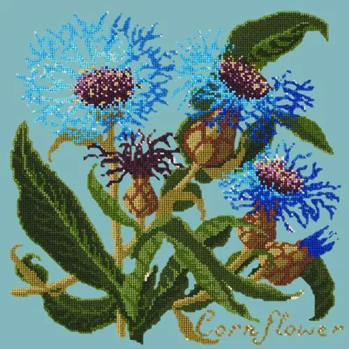 Cornflower