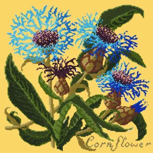 Cornflower