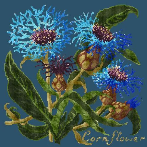 Cornflower