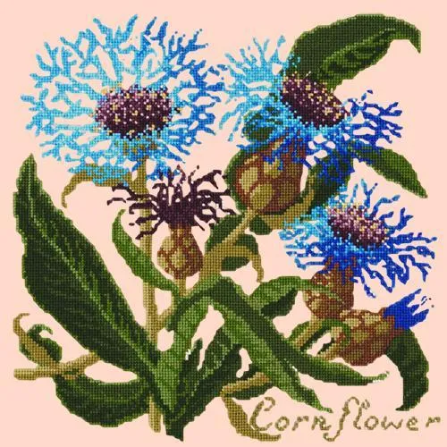 Cornflower