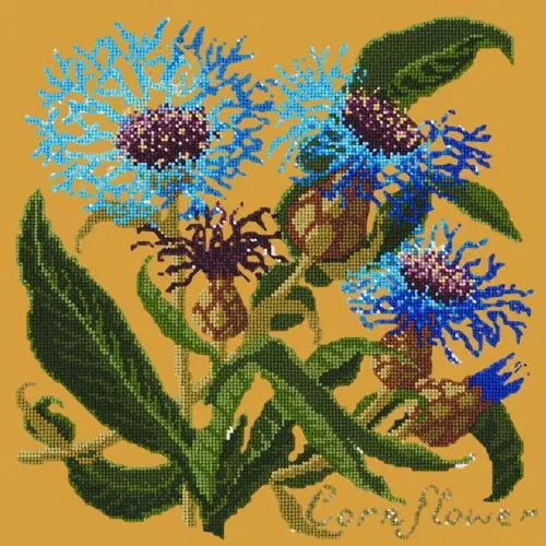 Cornflower