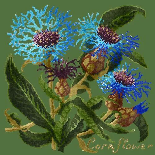 Cornflower