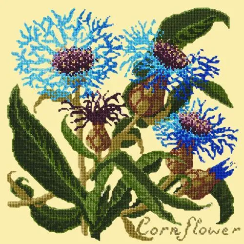 Cornflower