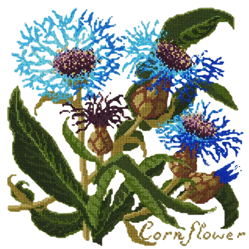 Cornflower