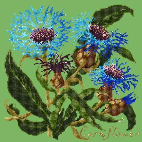 Cornflower