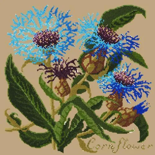 Cornflower