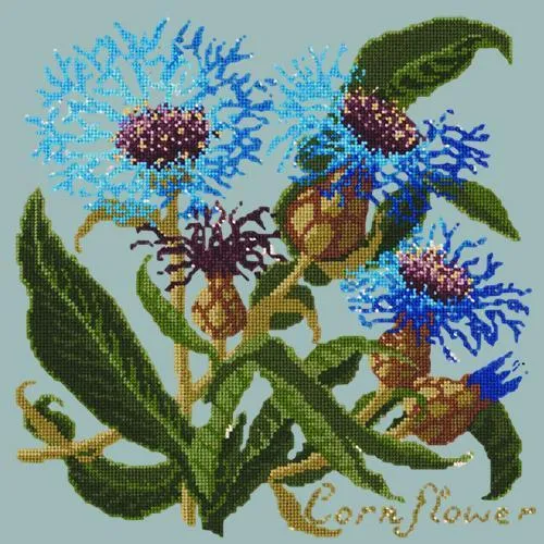 Cornflower