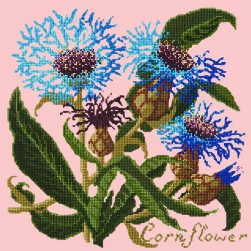 Cornflower