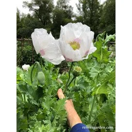 Hungarian Breadseed Poppy, Heirloom by Renee's Garden